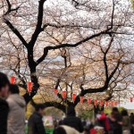 20140405　東京都上野恩師公園　夜桜DSC_0017