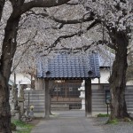 20140331 埼玉県伊奈町小針新宿 西光寺 桜満開 DSC_0123