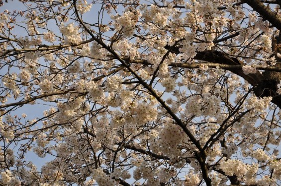 20140331 埼玉県蓮田市閏戸 秀源寺 桜満開DSC_0010