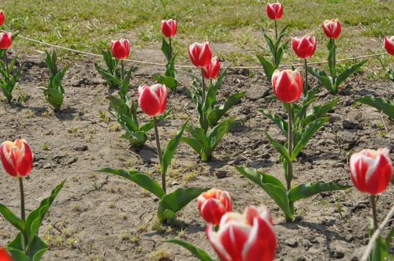 チューリップの花が綺麗でした　埼玉県比企郡吉見町　吉見総合運動公園　赤と白が混ざったDSC_0185