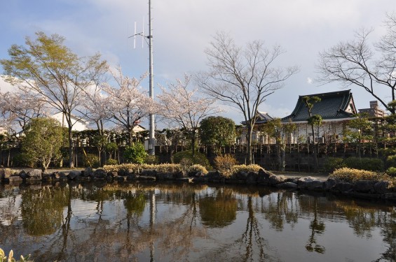 20140404　埼玉県鴻巣市吹上本町　勝龍寺と元荒川の桜満開で吹雪　せせらぎ公園DSC_0492