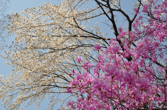 20140401 埼玉県上尾市中分 東栄寺 桜満開ですDSC_0046