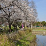 20140401　埼玉県上尾市　丸山公園の桜が満開DSC_0278