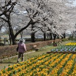 20140331 埼玉県伊奈町小針新宿 西光寺 桜満開DSC_0126