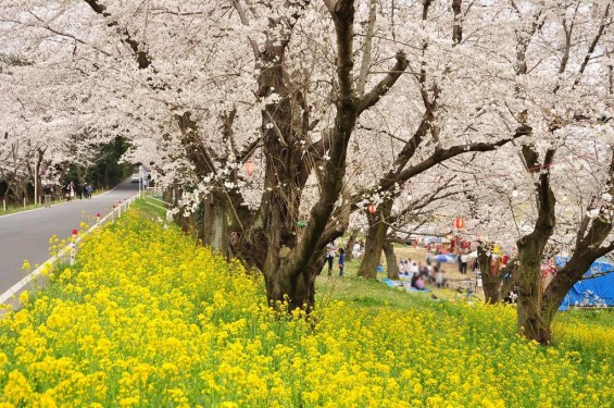 20140402　埼玉県北本市　桜堤（桜土手）の満開の桜　菜の花DSC_0561