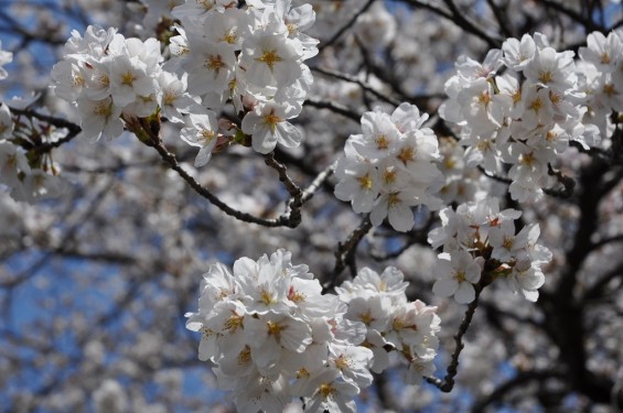 20140401 埼玉県上尾市中分 東栄寺 桜満開ですDSC_0031