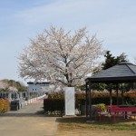 20140401　埼玉県上尾市藤波　上尾靈園の桜が満開DSC_0084