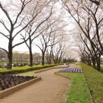 20140402　さいたま市見沼区　さいたま市営霊園の桜が満開DSC_0509