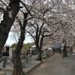 20140331 埼玉県伊奈町小針新宿 西光寺 桜満開 DSC_0121