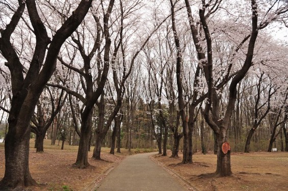 20140402　埼玉県東松山市　岩鼻運動公園の桜DSC_0568