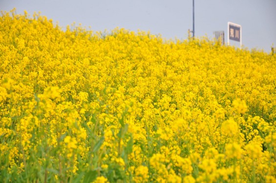 一面の黄色いじゅうたん？菜の花でいっぱいの埼玉県吉見町荒川の土手DSC_0661