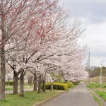 20140404　埼玉県さきたま緑道の桜DSC_0336