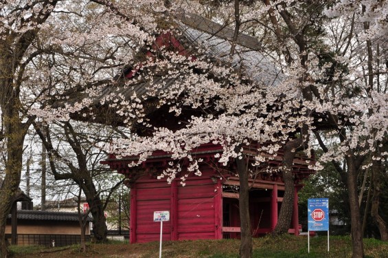 20140331 埼玉県伊奈町小針新宿 西光寺 桜満開 DSC_0170