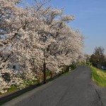 20140401 埼玉県さいたま市桜区 「鴨川堤桜通り公園」の桜と「うらわ秋ヶ瀬霊園」DSC_0341