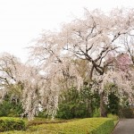 20140402　さいたま市見沼区　さいたま市営霊園の桜が満開　枝垂れ桜DSC_0494