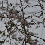 20140331 埼玉県伊奈町羽貫 西蔵院 桜満開 枝垂れ桜DSC_0068