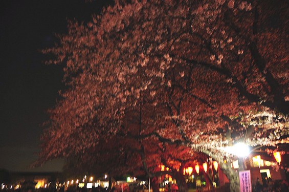 20140405　東京都上野恩師公園　夜桜DSC_0062