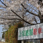 20140401　埼玉県上尾市藤波　上尾靈園の桜が満開DSC_0105