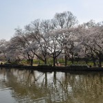 20140401　埼玉県上尾市　丸山公園の桜が満開DSC_0255