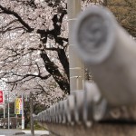 20140331 埼玉県伊奈町小針新宿 西光寺 桜満開 DSC_0222