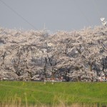 20140401 埼玉県さいたま市桜区 「鴨川堤桜通り公園」の桜と「うらわ秋ヶ瀬霊園」DSC_0331