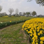 埼玉県比企郡吉見町　吉見総合運動公園　水仙が綺麗DSC_0034