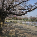 群馬県館林市の「こいのぼりの里まつり」DSC_0110