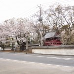 20140331 埼玉県伊奈町小針新宿 西光寺 桜満開 DSC_0206