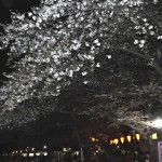 20140405　東京都上野恩師公園　夜桜DSC_0059