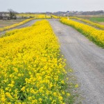 一面の黄色いじゅうたん？菜の花でいっぱいの埼玉県吉見町荒川の土手DSC_0656