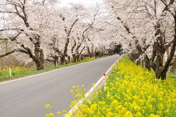 20140402　埼玉県北本市　桜堤（桜土手）の満開の桜　菜の花DSC_0560