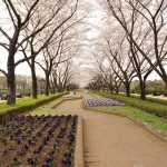 20140402　さいたま市見沼区　さいたま市営霊園の桜が満開DSC_0510