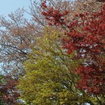 20140411　埼玉県上尾市今泉　十連寺さまの境内DSC_0128