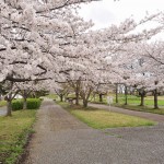 20140404　埼玉県さきたま緑道の桜DSC_0310