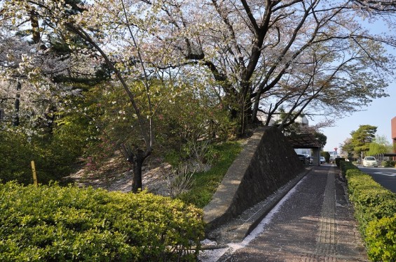 群馬県館林市　館林城 市役所前の土塁？DSC_0059