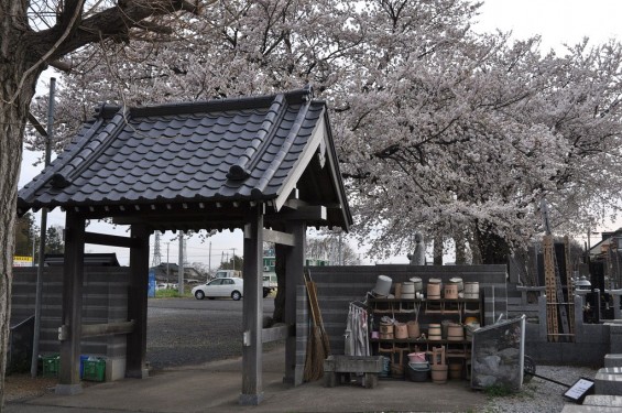 20140331 埼玉県伊奈町小針新宿 西光寺 桜満開 DSC_0100