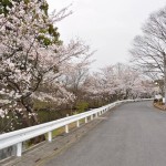 20140402　埼玉県東松山市　森林公園昭和浄苑　桜満開DSC_0582