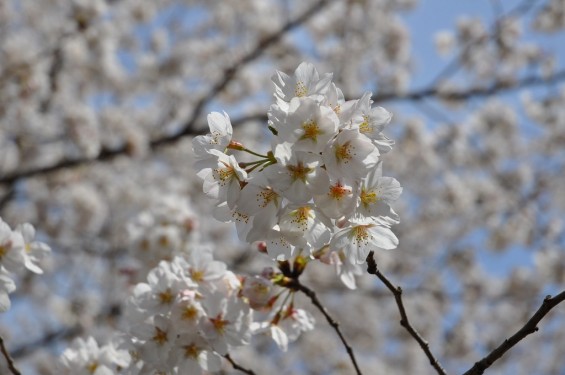 20140331 埼玉県伊奈町小針新宿 西光寺 桜満開DSC_0117