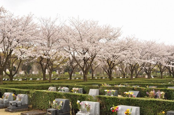 20140402　さいたま市見沼区　さいたま市営霊園の桜が満開DSC_0427