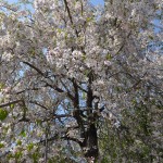 20140411　埼玉県上尾市今泉　十連寺さまの境内　枝垂れ桜DSC_0126