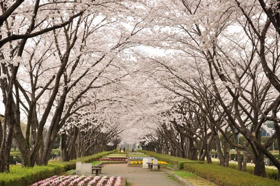 20140402　さいたま市見沼区　さいたま市営霊園の桜が満開DSC_0515