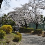 20140331 埼玉県伊奈町小針新宿 西光寺 桜満開DSC_0112