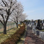 20140401　埼玉県上尾市藤波　上尾靈園の桜が満開DSC_0090