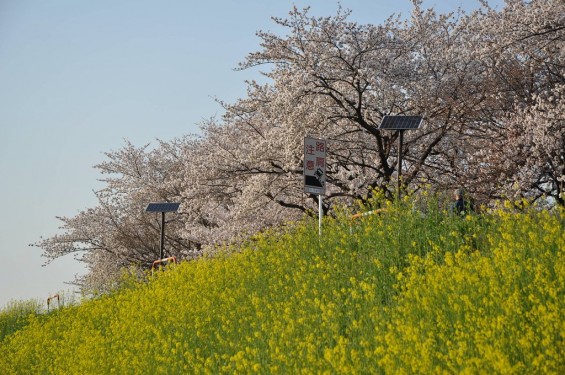 20140401 埼玉県さいたま市桜区 「鴨川堤桜通り公園」の桜と「うらわ秋ヶ瀬霊園」DSC_0359