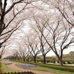 20140402　さいたま市見沼区　さいたま市営霊園の桜が満開DSC_0512