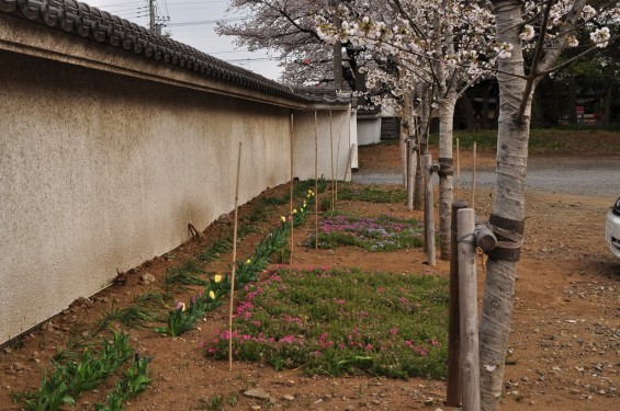 20140331 埼玉県伊奈町小針新宿 西光寺 桜満開 DSC_0164