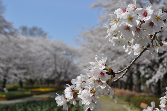 20140331 埼玉県伊奈町小針新宿 西光寺 桜満開DSC_0130