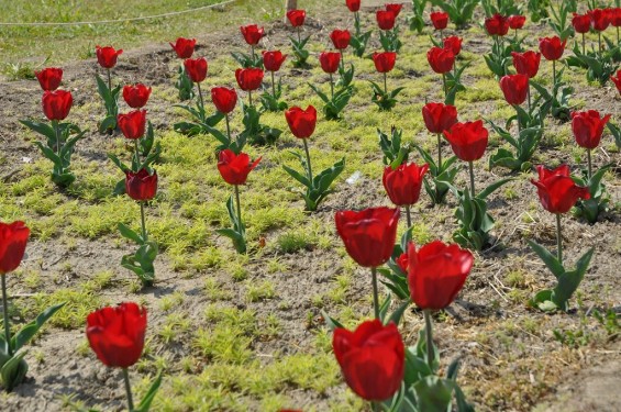 チューリップの花が綺麗でした　埼玉県比企郡吉見町　吉見総合運動公園　赤　真紅DSC_0181