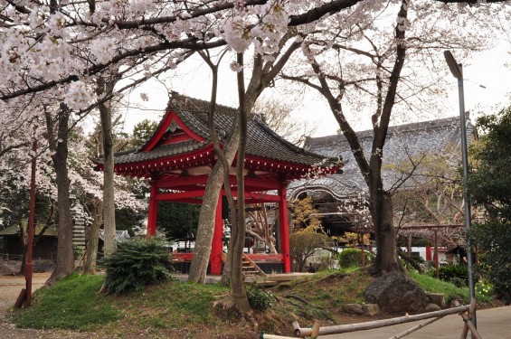 20140331 埼玉県伊奈町小針新宿 西光寺 桜満開 DSC_0171