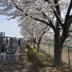 20140401　埼玉県上尾市藤波　上尾靈園の桜が満開DSC_0087